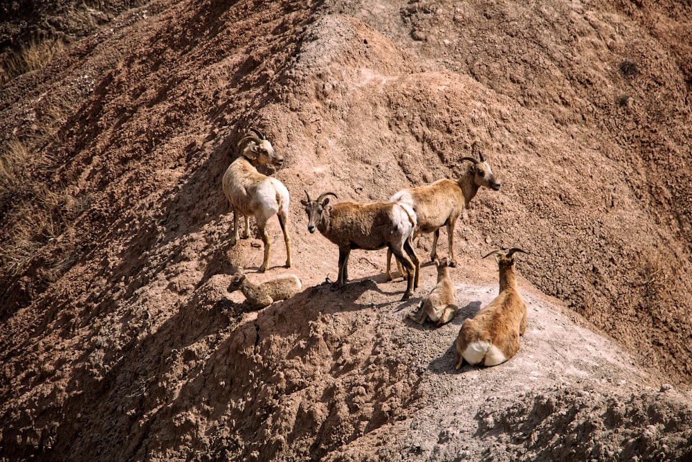 herd of goats on brown rocky mountain during daytime