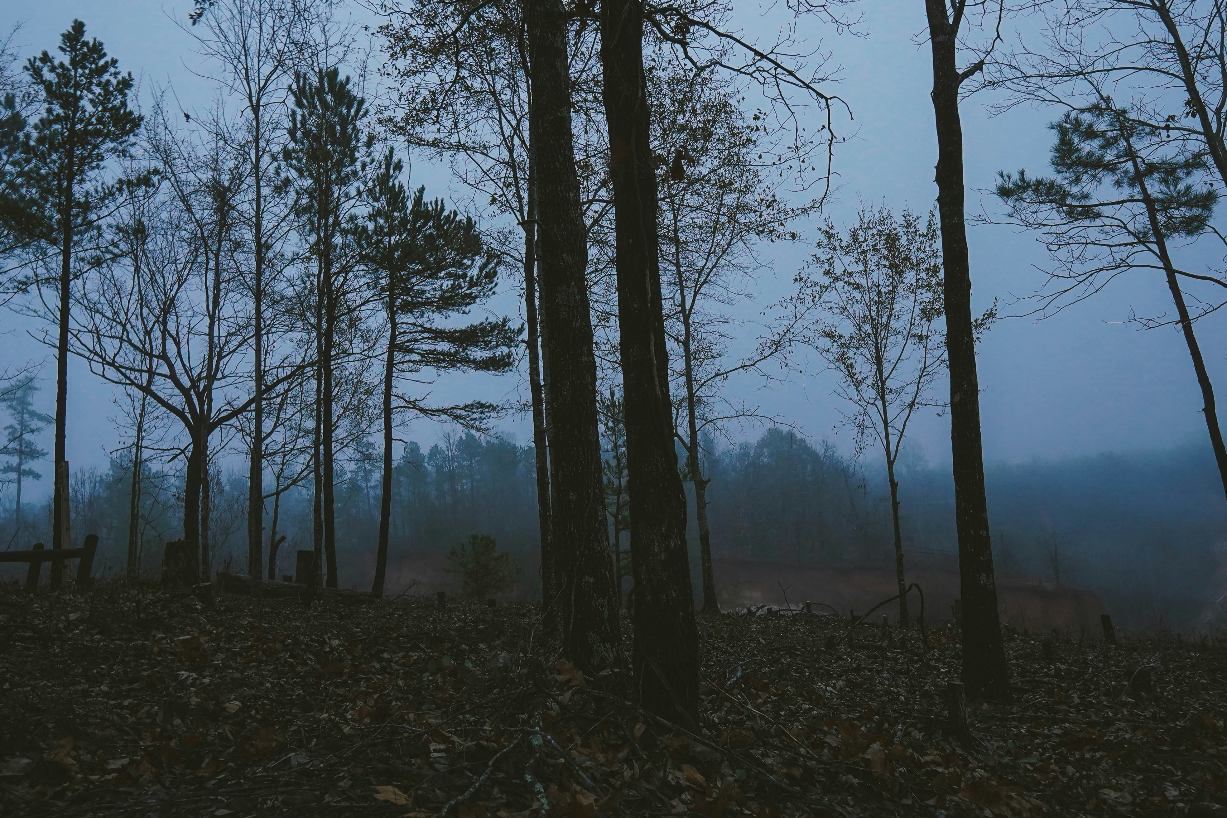 alberi verdi su campo di erba marrone durante il giorno