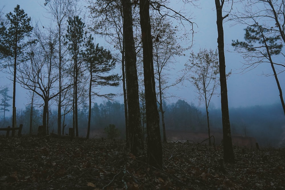 alberi verdi su campo di erba marrone durante il giorno