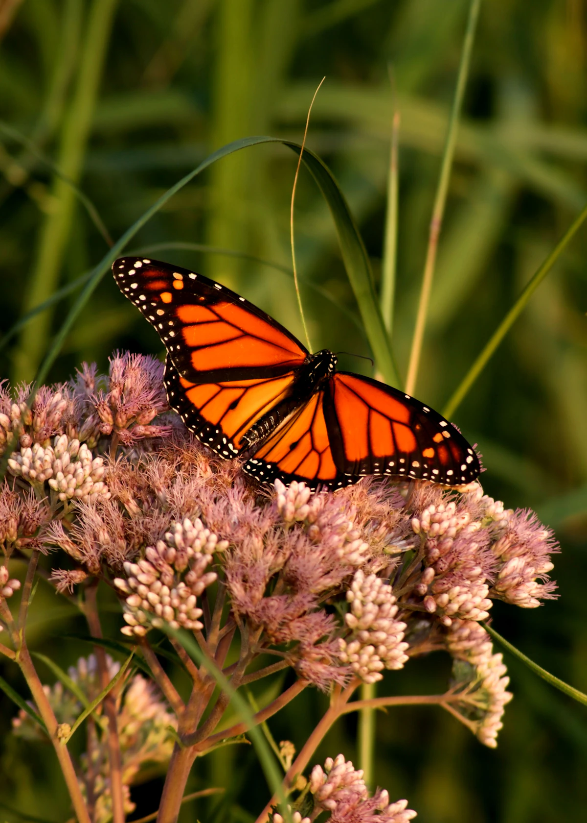 Single monarch butterfly resting on flower