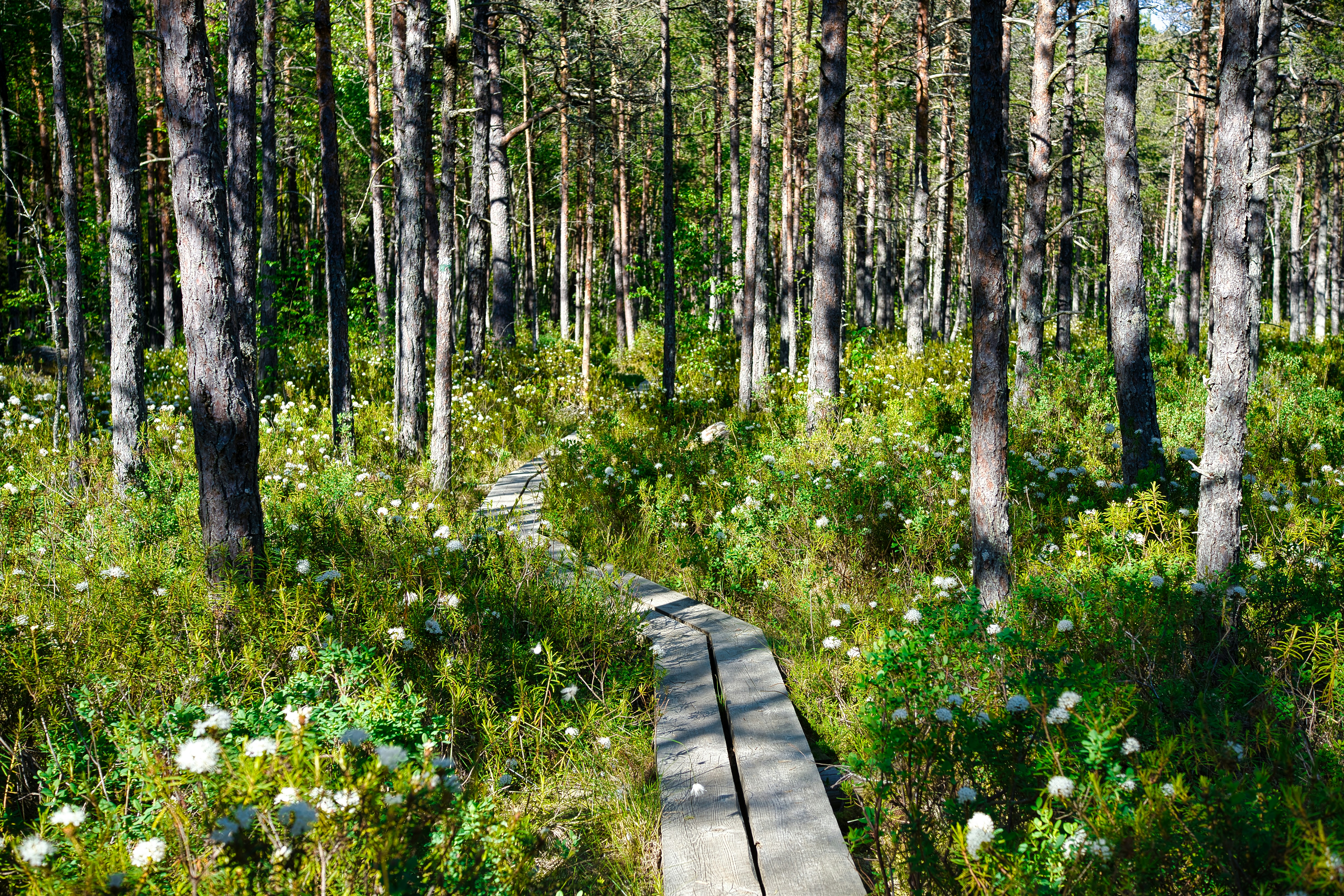 purple flowers on brown wooden pathway, 