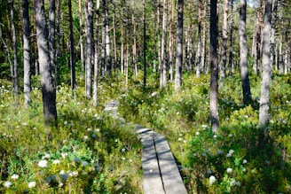 purple flowers on brown wooden pathway
