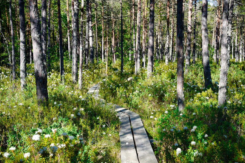 Estonian Forests