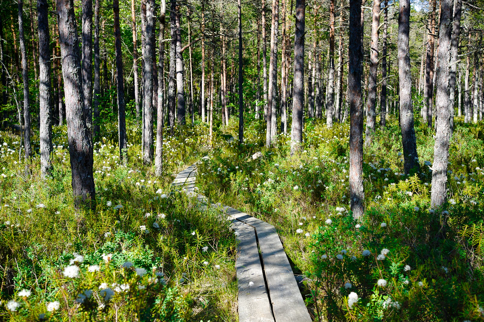 The boardwalk through the pines and heather of a Lahemaa bog