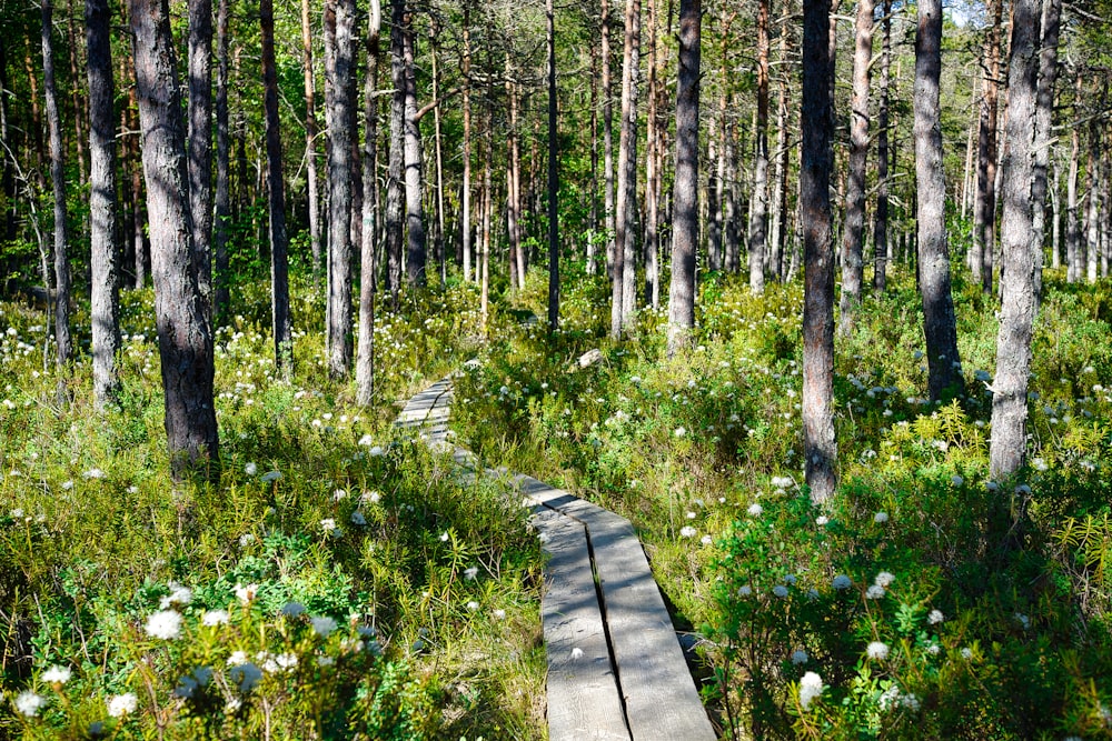 purple flowers on brown wooden pathway