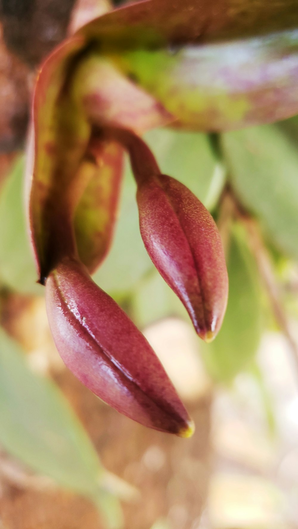 purple and green plant in close up photography