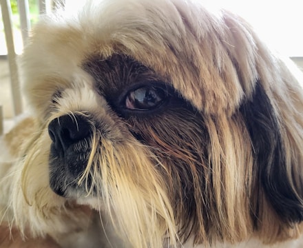 A close-up shot of a small dog with long fur, focusing on its eye and nose. The fur is a mix of light brown, white, and darker shades, creating a textured appearance. The background is blurred with vertical lines, possibly from a window or blinds.