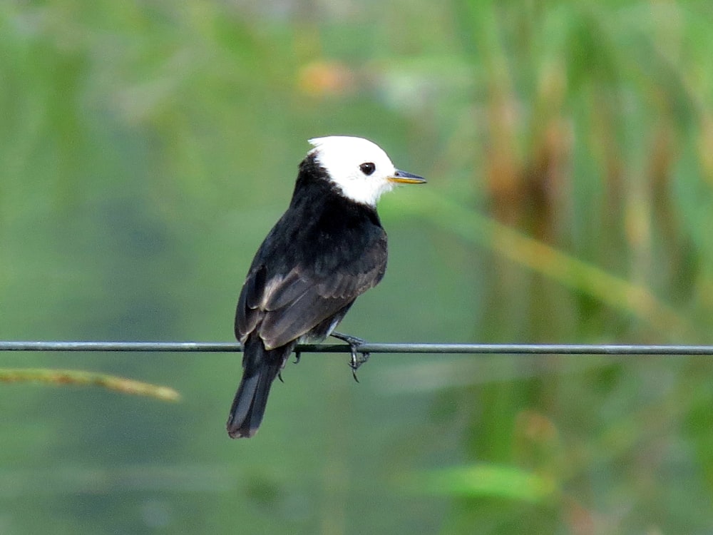 uccello bianco e nero su bastone di legno marrone durante il giorno