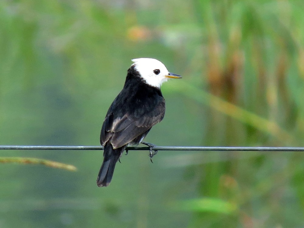 black and white bird on brown wooden stick during daytime