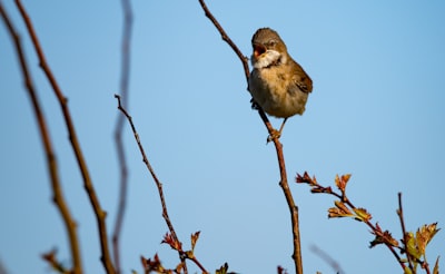 white and brown bird on brown tree branch during daytime