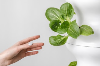 person holding green leaf plant