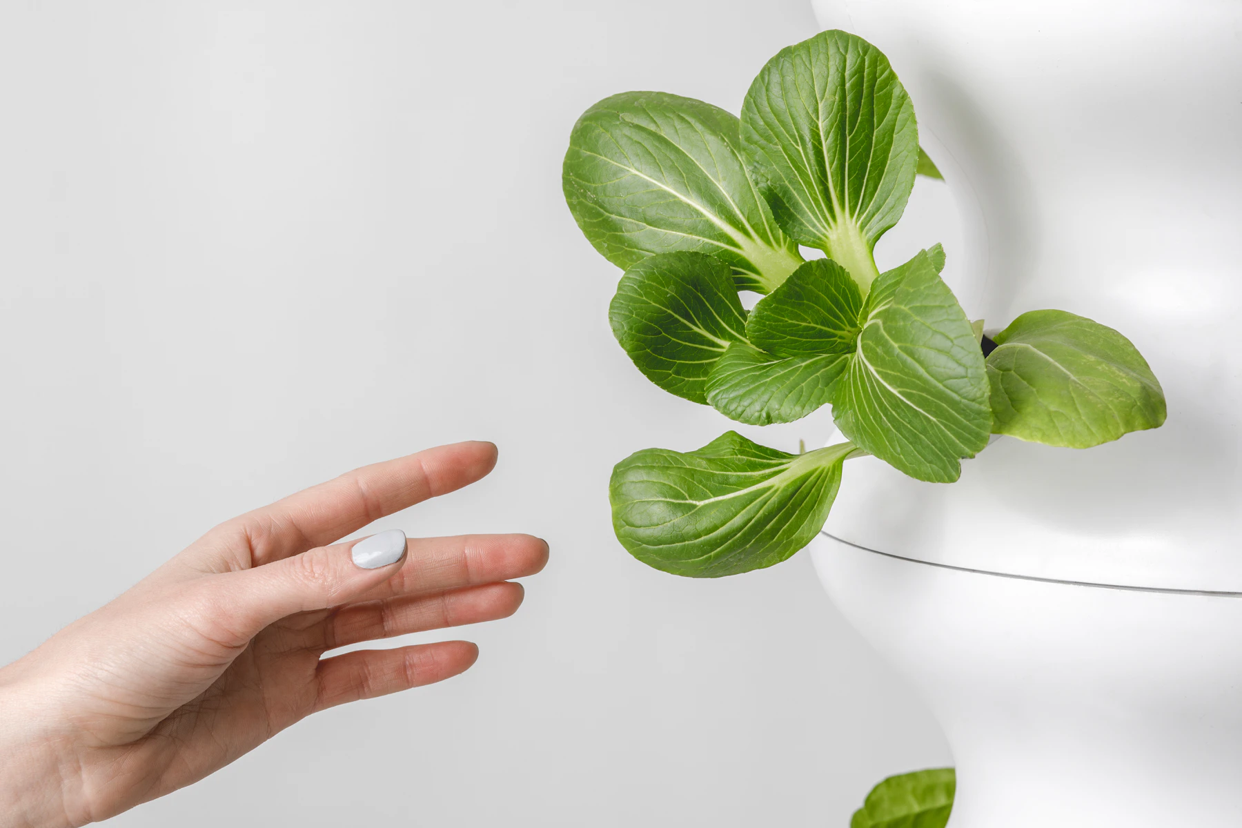 A hand reaching toward a bok choy plant growing from the side of a white tower
