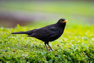 A Blackbird on grass