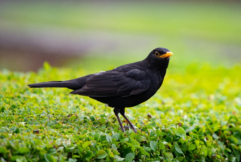 Schwarzer Vogel auf grünem Gras tagsüber