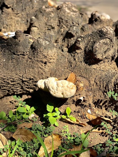 A white fungus grows on a rough, textured tree bark surrounded by small, green plants and dried leaves on the ground. The scene is well lit by sunlight, creating distinct shadows and enhancing the texture of the bark and the vibrant green of the plants.