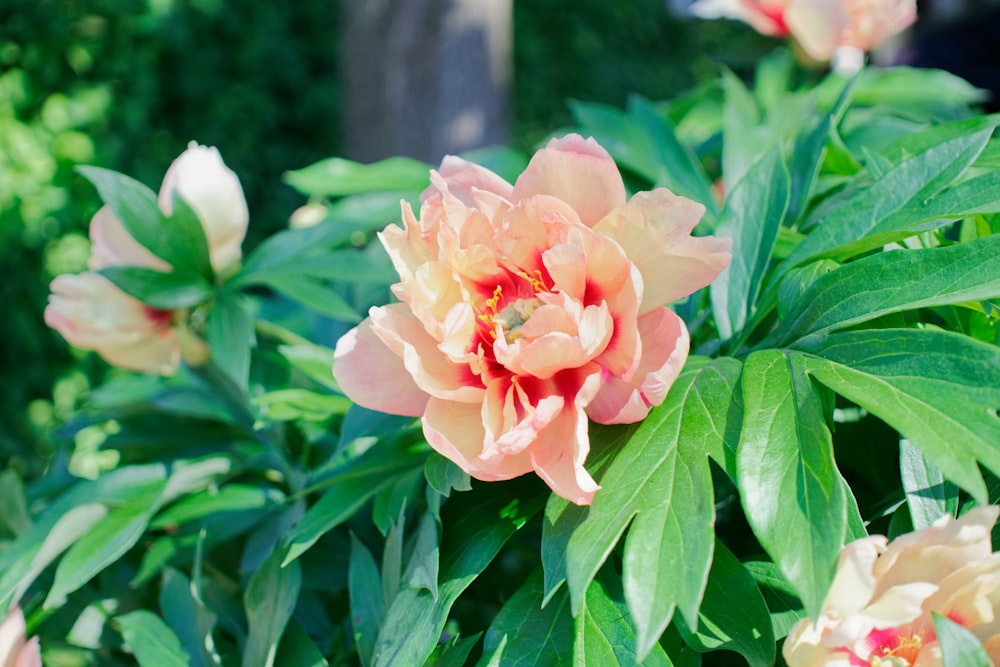 pink and white flower in tilt shift lens