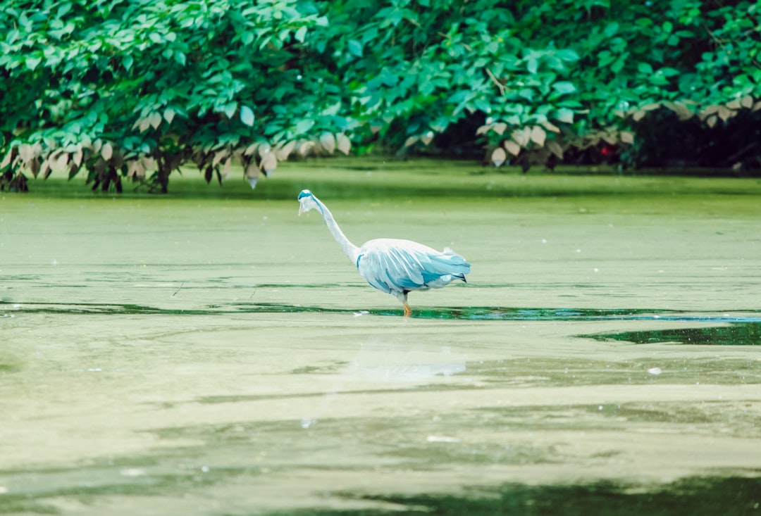 Nature reserve photo spot Vondelpark Den Haag