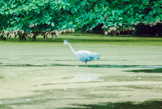 grey bird on water during daytime in Vondelpark Netherlands