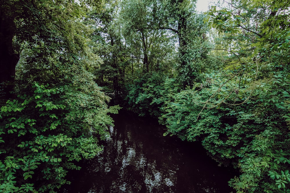 green trees beside river during daytime