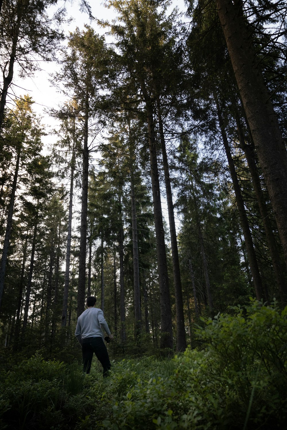person in gray hoodie standing in the middle of forest during daytime