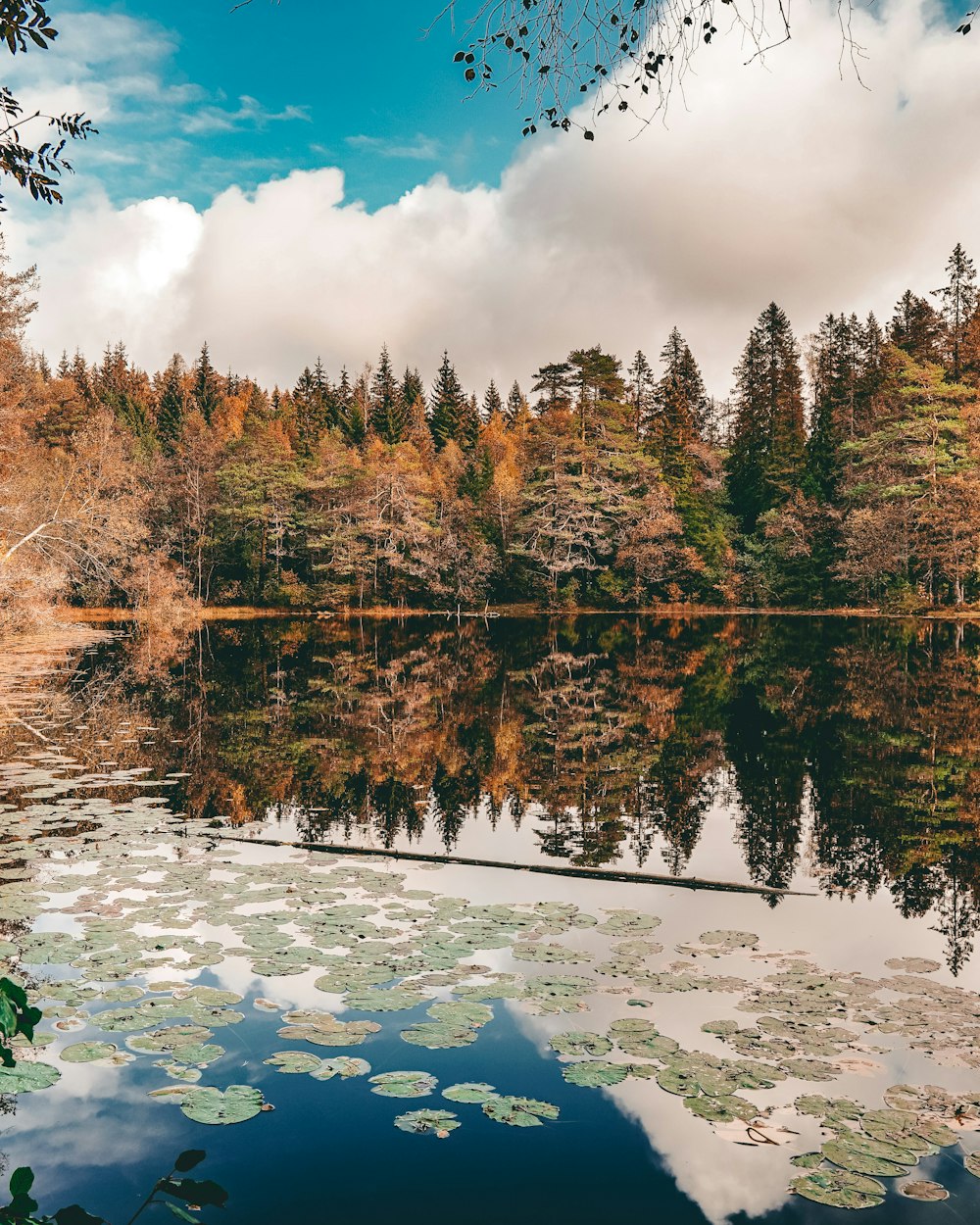 green trees beside body of water under blue sky during daytime