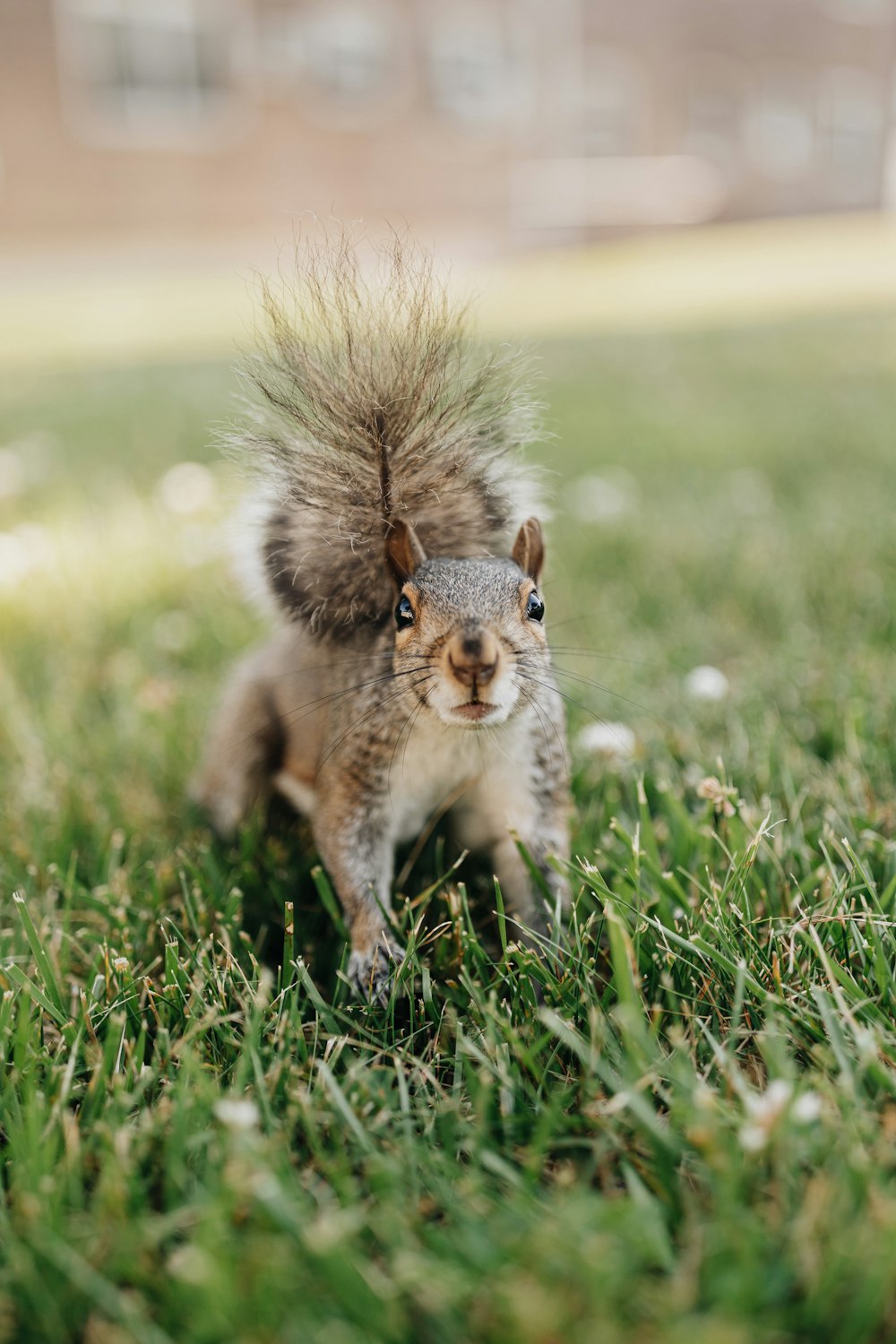 brown squirrel on green grass during daytime