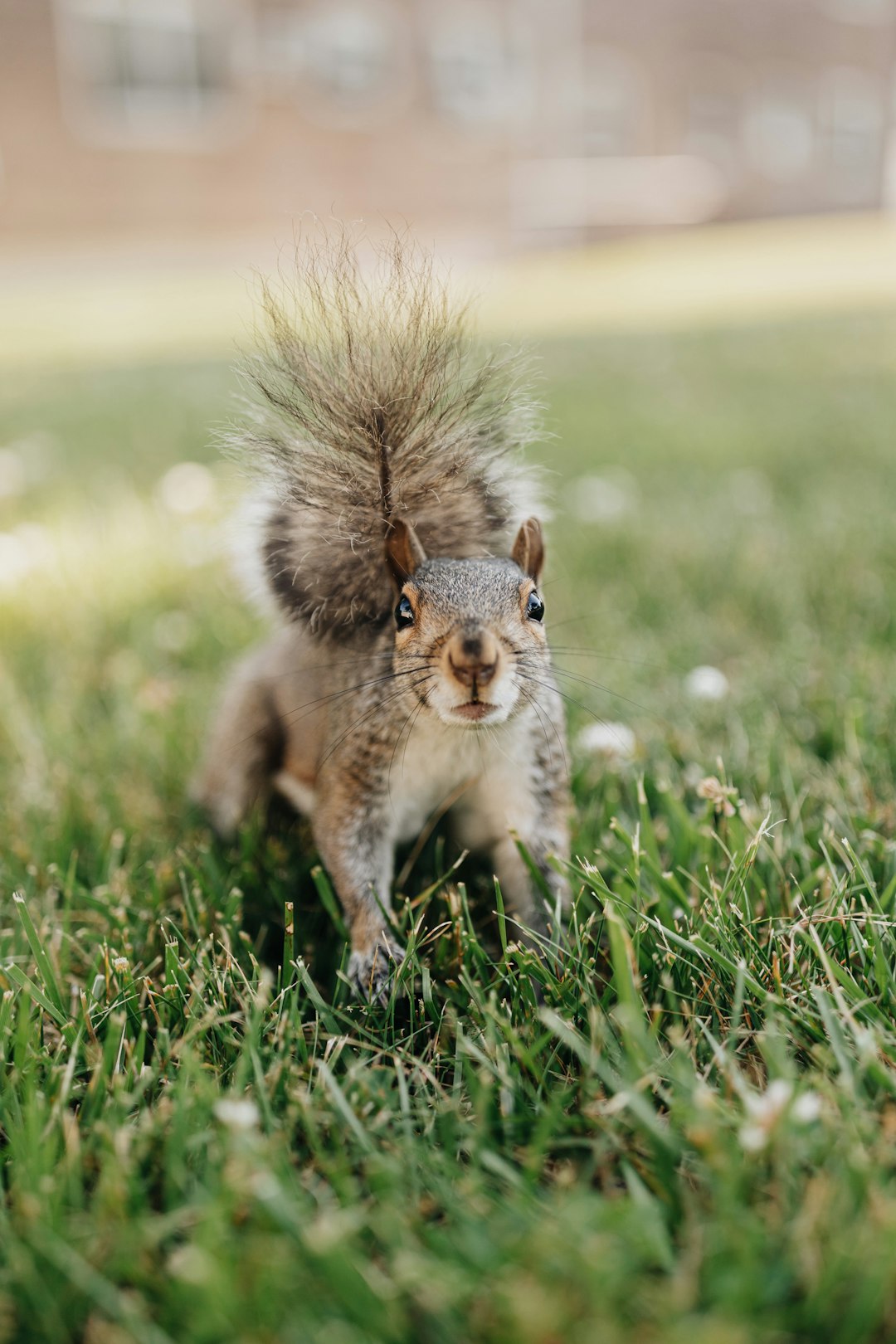 brown squirrel on green grass during daytime