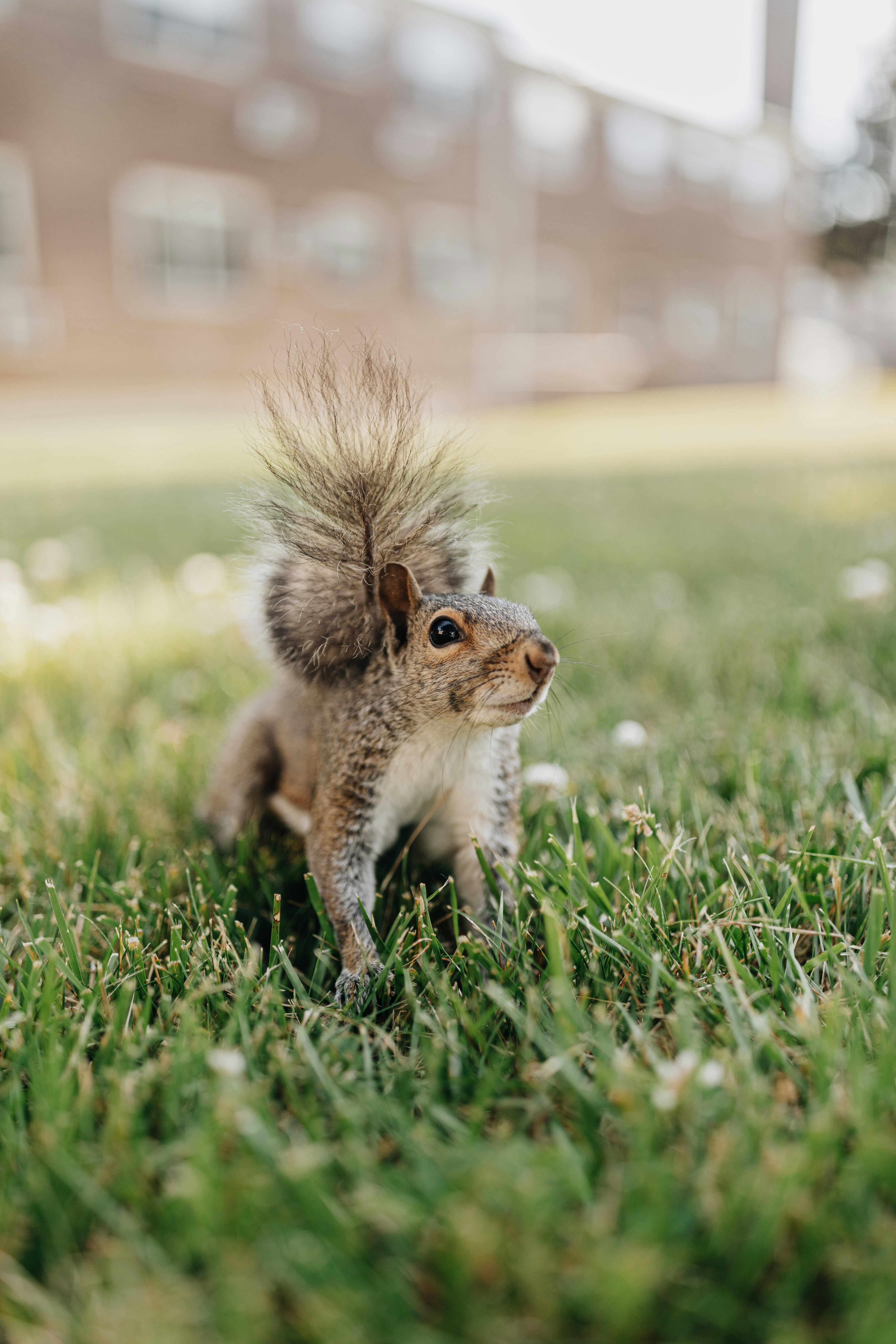 brown squirrel on green grass during daytime