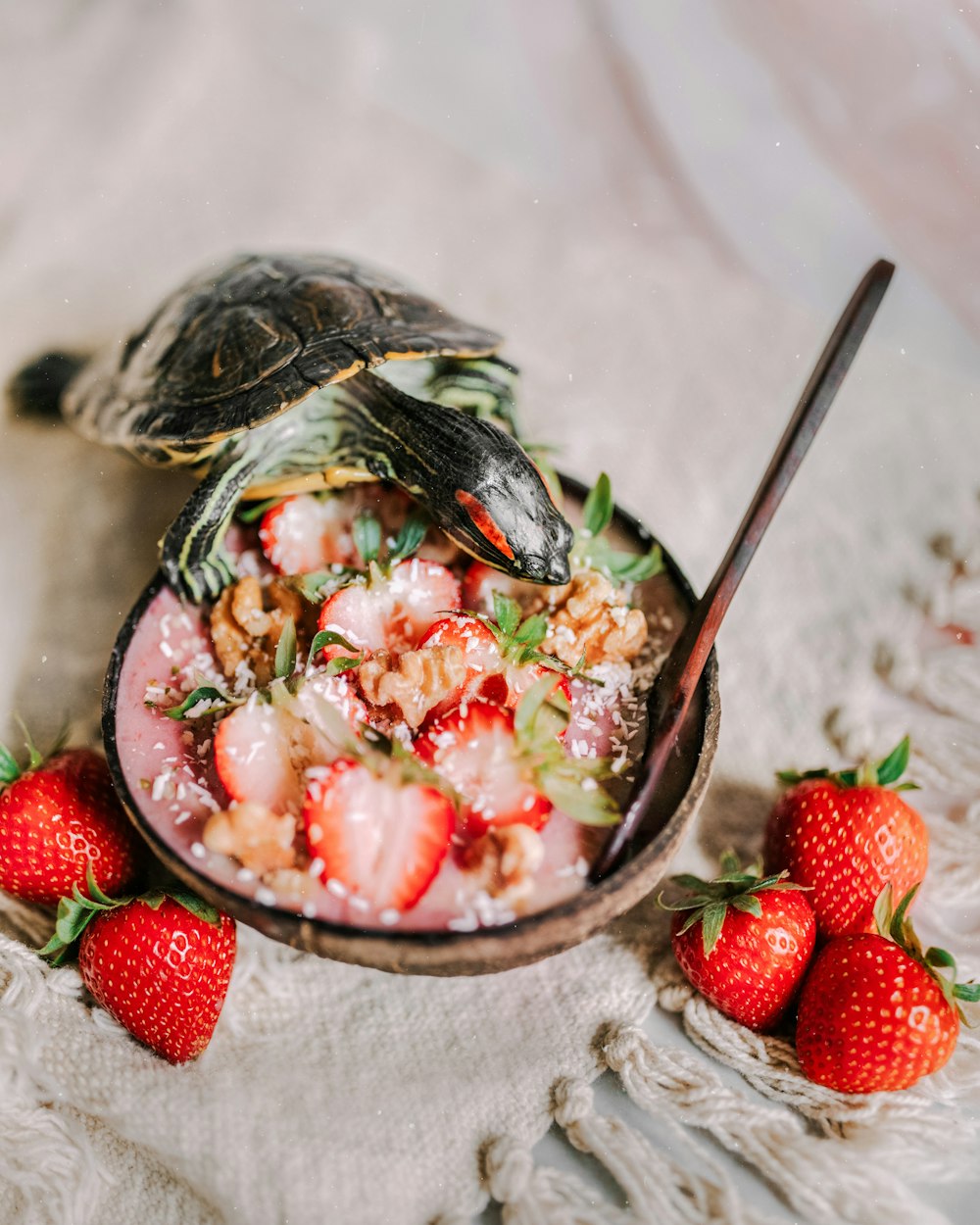 strawberries and black and white turtle in bowl