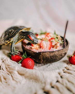 luminisle coconut bowl eco tips