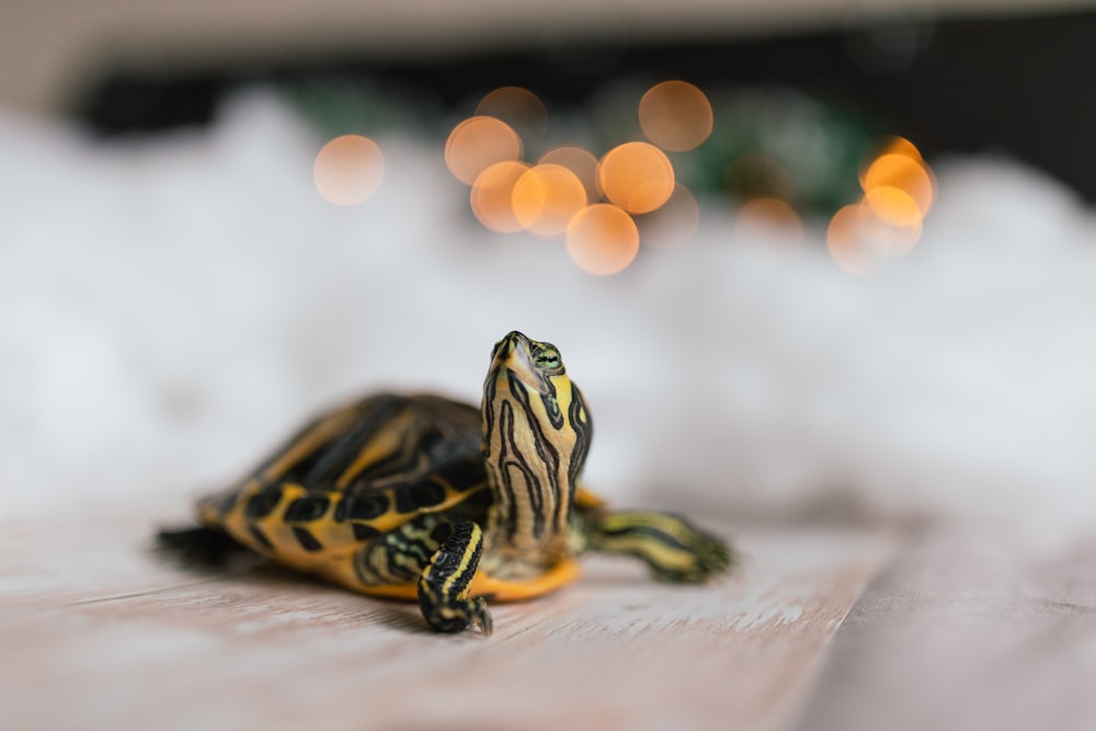 yellow and black turtle on white textile