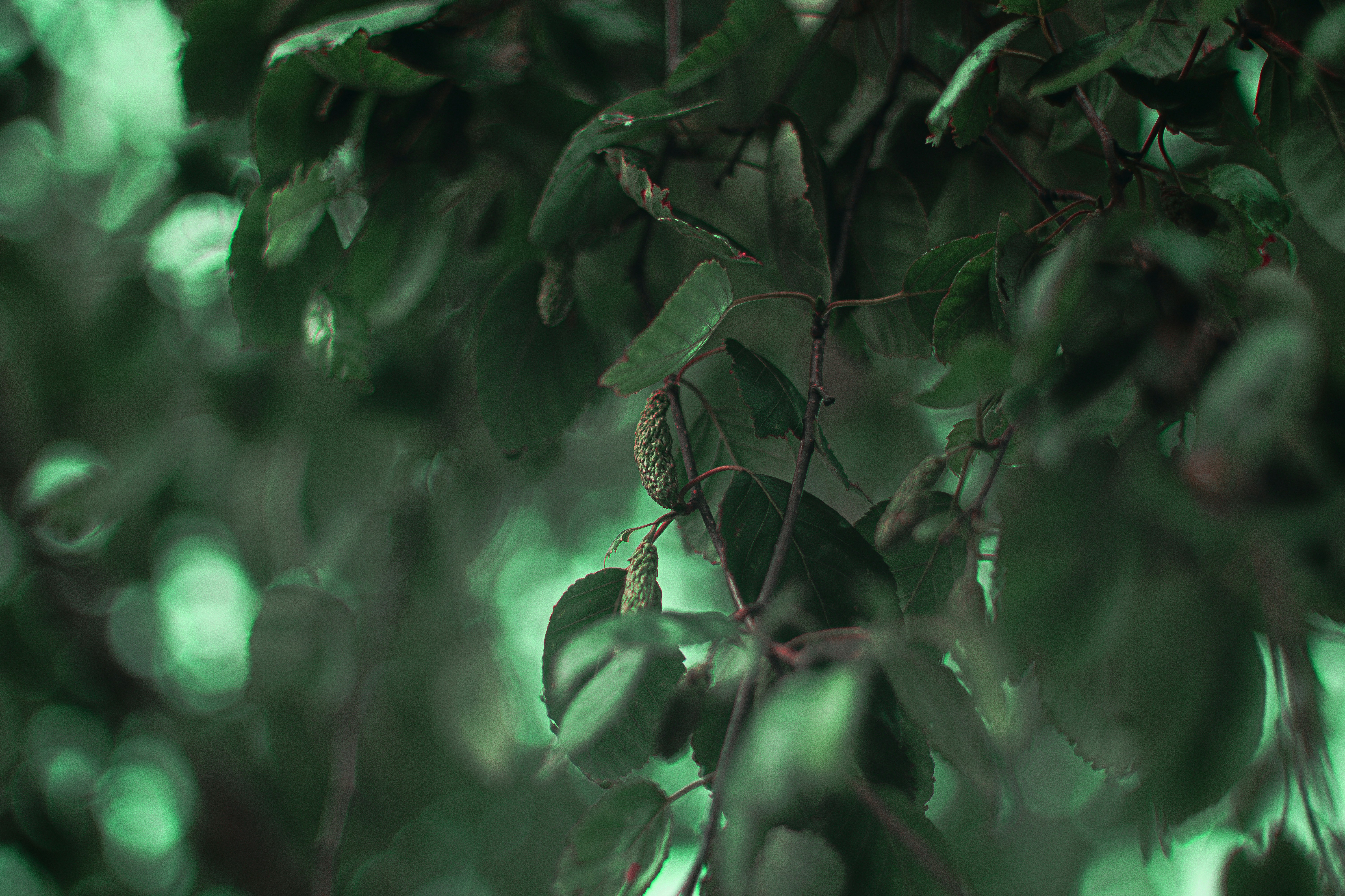 green leaves in tilt shift lens