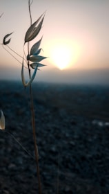 A serene landscape of Morocco where harmal seeds are sourced.