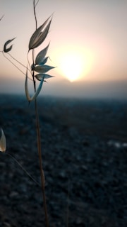 A serene landscape of Morocco where harmal seeds are sourced.
