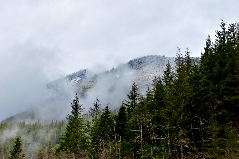 green trees near mountain under white clouds during daytime