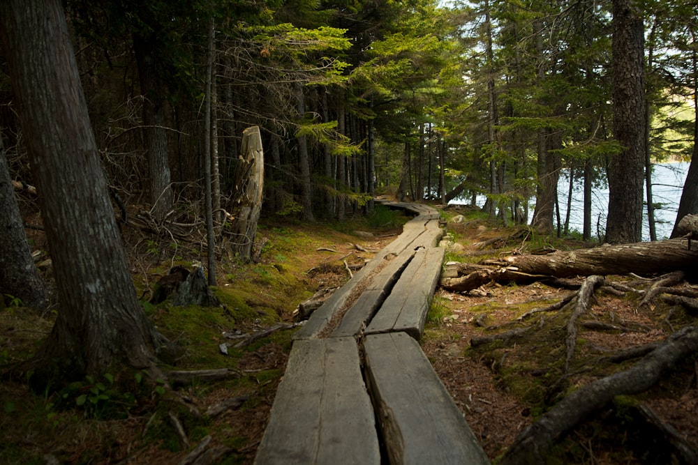 brown wooden bench on forest during daytime