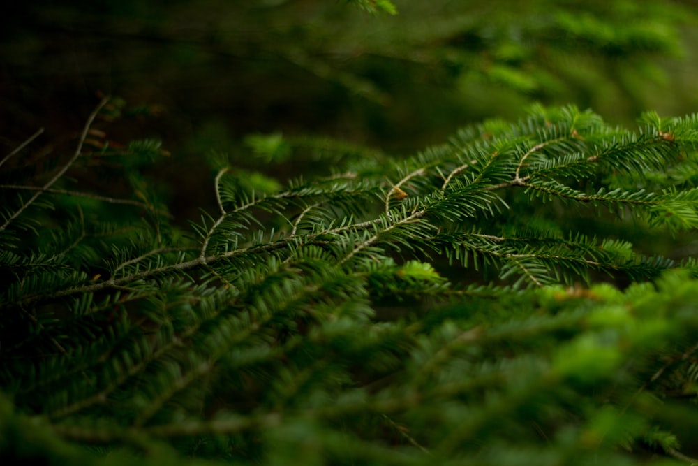 green fern plant in close up photography