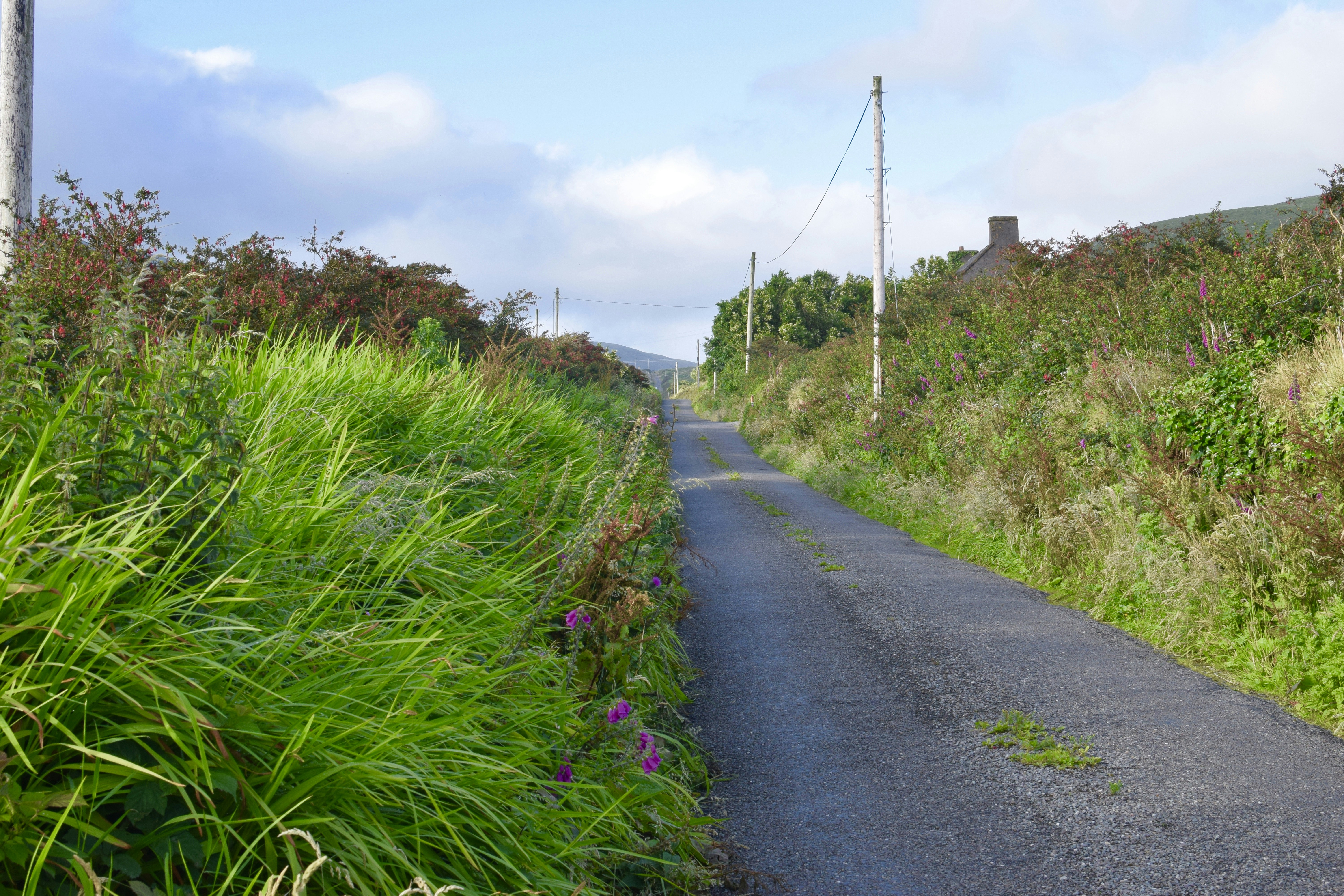 낮 동안 하얀 하늘 아래 푸른 잔디밭 사이의 회색 콘크리트 도로