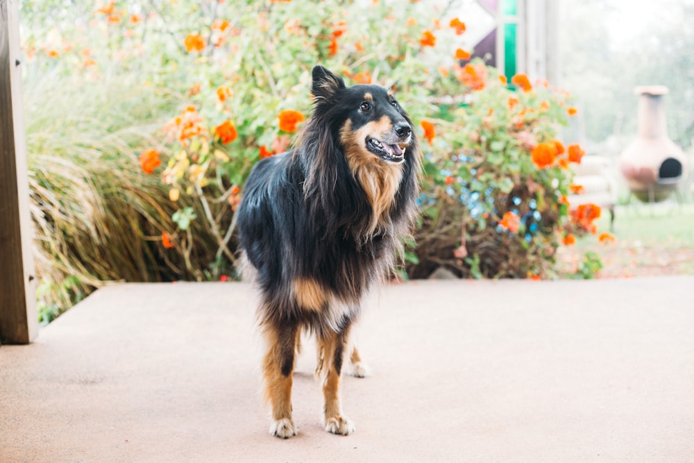 black and brown long coated dog on white floor