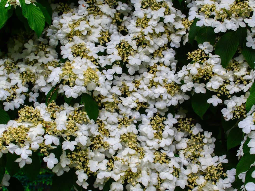 fleurs blanches avec des feuilles vertes