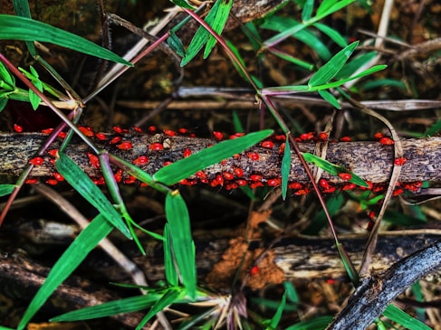 A group of small red insects clusters on a branch surrounded by green leaves and stems. The earthy background enhances the natural setting, highlighting the vivid color contrast between the insects and the foliage.
