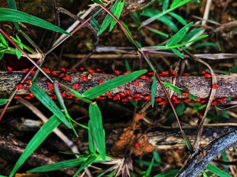 A group of small red insects clusters on a branch surrounded by green leaves and stems. The earthy background enhances the natural setting, highlighting the vivid color contrast between the insects and the foliage.