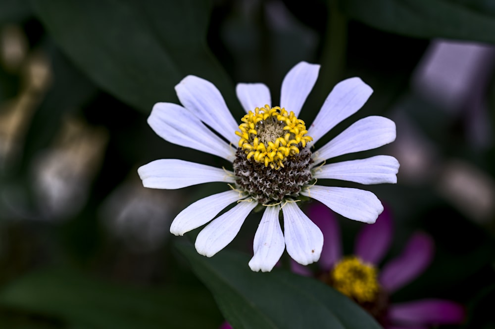 white and yellow flower in tilt shift lens