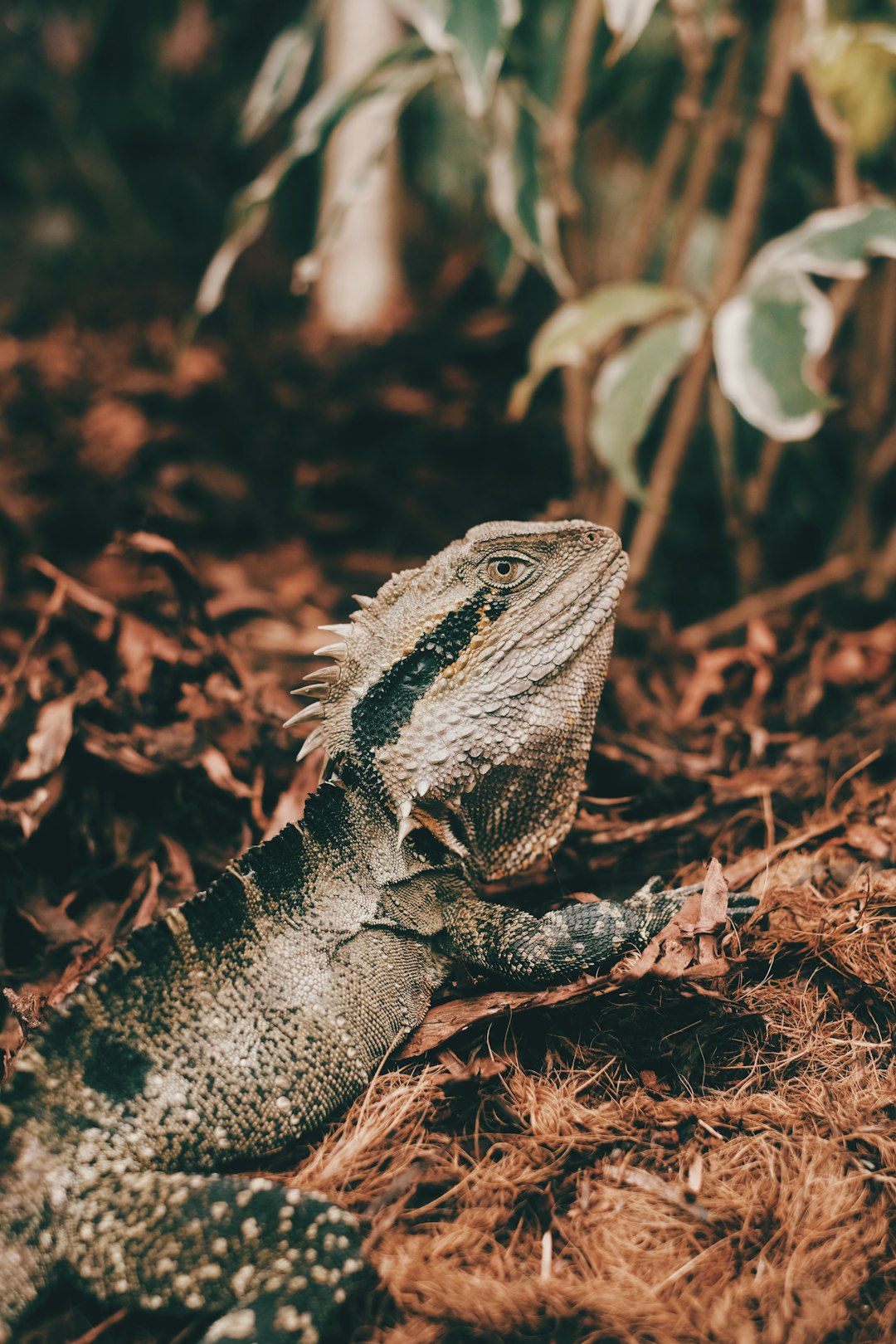 brown and black bearded dragon on brown dried leaves