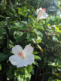 Young native Hawaiian plants thriving in rich soil under a gentle morning sun
