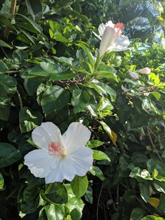 A sunlit garden with vibrant green leaves and blooming flowers.