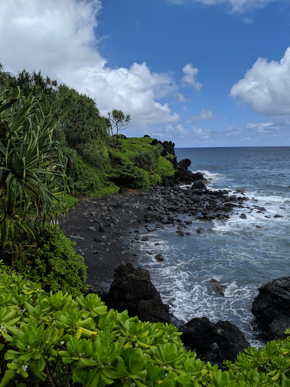 green trees on rocky shore during daytime