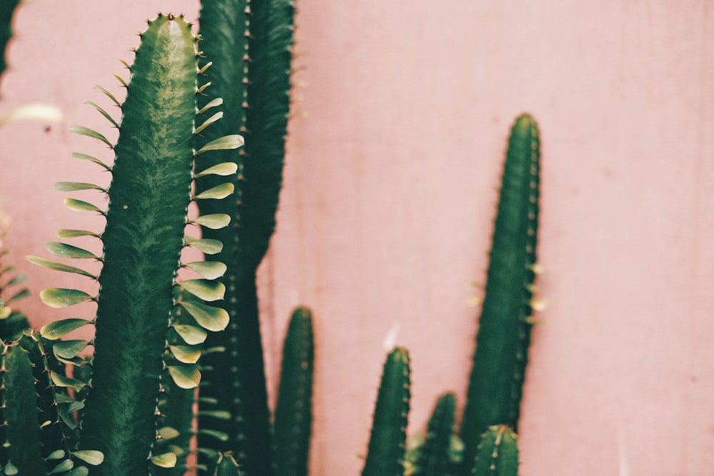 green cactus plant on white surface