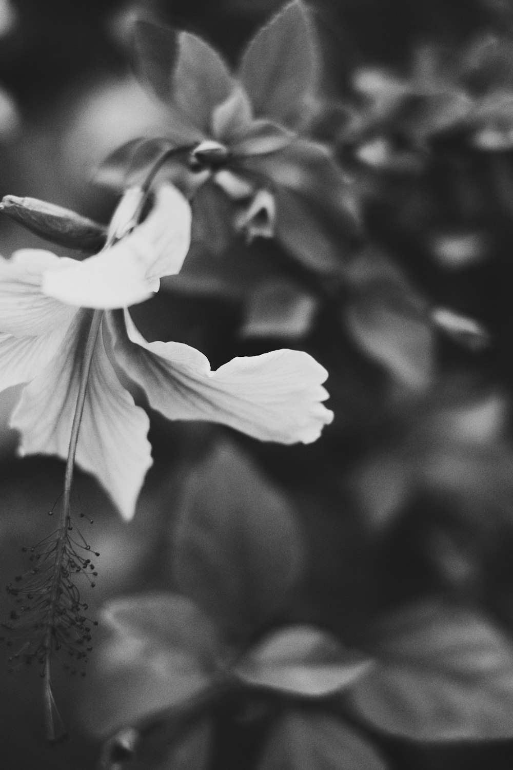 grayscale photo of white flower