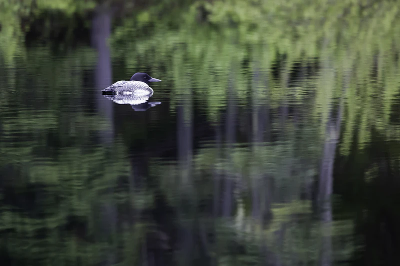 Bird flying low over a lake